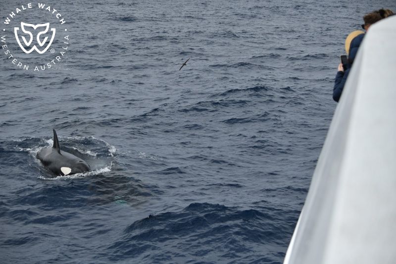 Whale Watch Western Australia