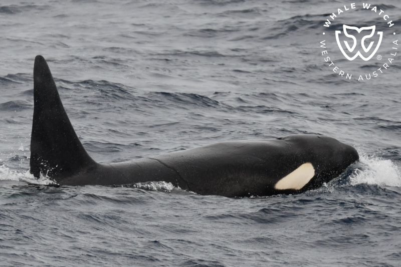 Whale Watch Western Australia