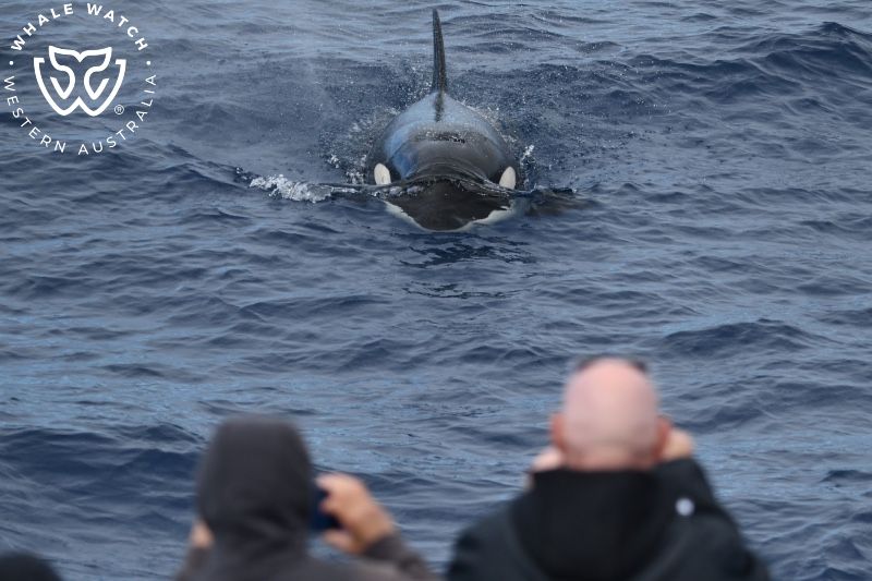 Whale Watch Western Australia