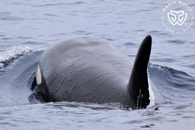 Whale Watch Western Australia