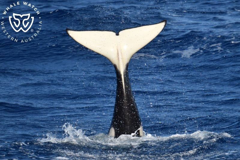 Whale Watch Western Australia