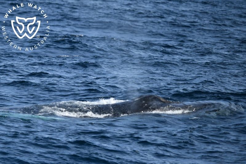 Whale Watch Western Australia