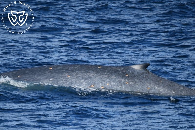 Whale Watch Western Australia