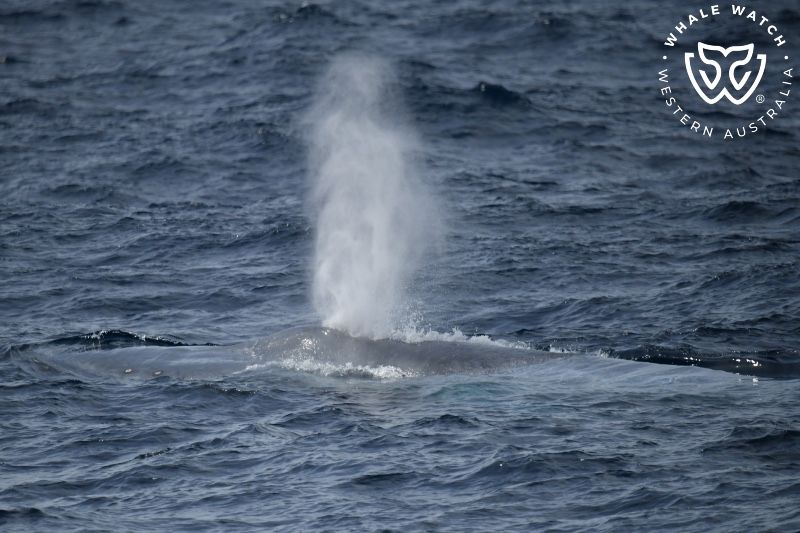 Whale Watch Western Australia