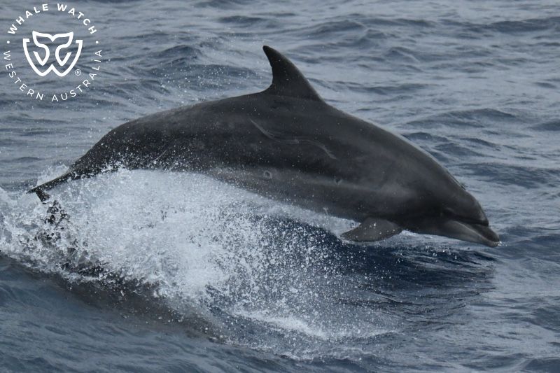 Whale Watch Western Australia