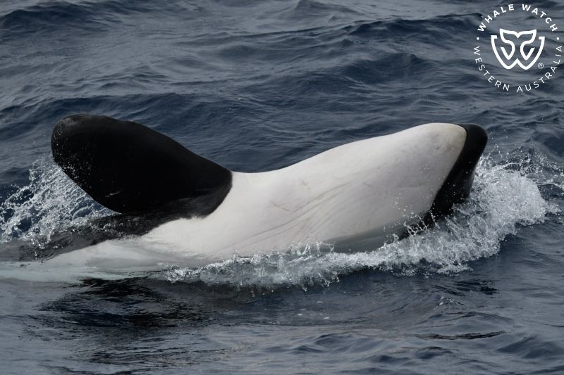 Whale Watch Western Australia