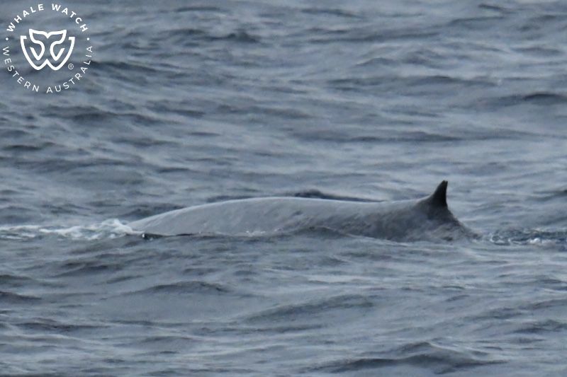 Whale Watch Western Australia