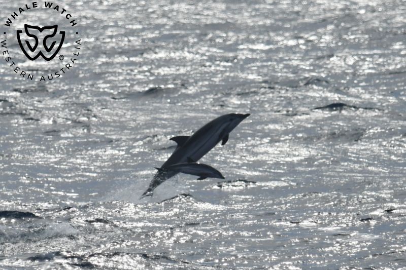 Whale Watch Western Australia
