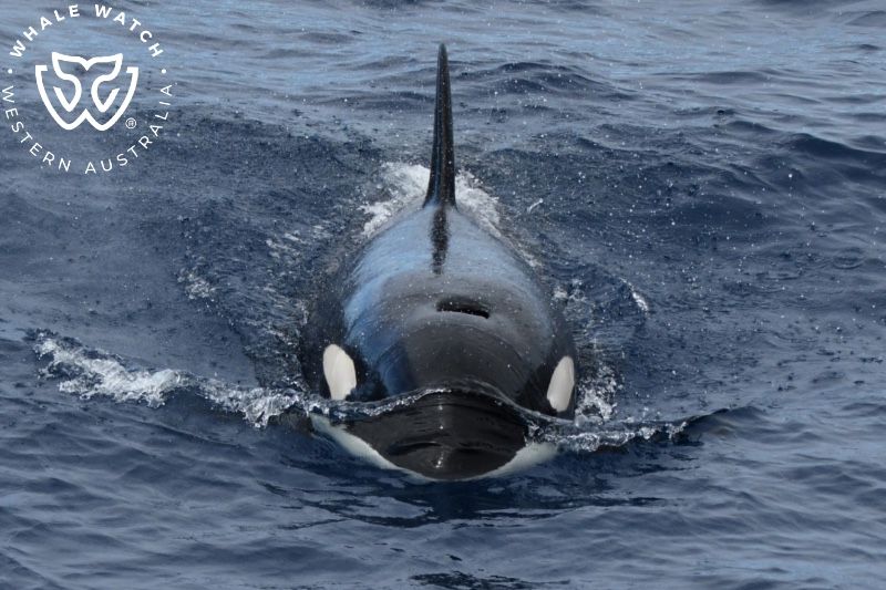 Whale Watch Western Australia