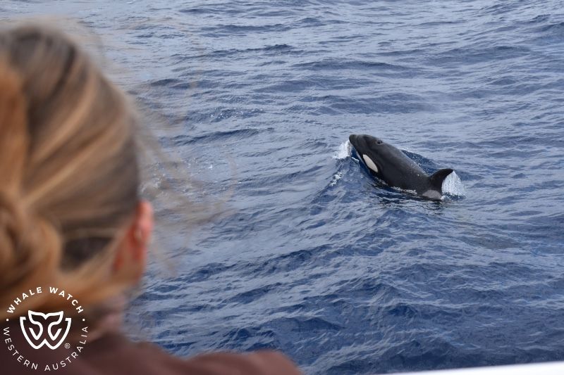Whale Watch Western Australia