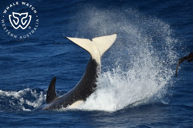 Whale Watch Western Australia