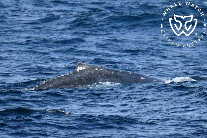 Whale Watch Western Australia