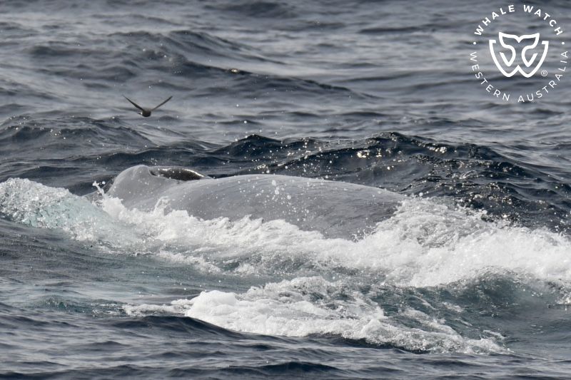 Whale Watch Western Australia
