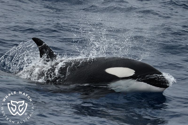 Whale Watch Western Australia