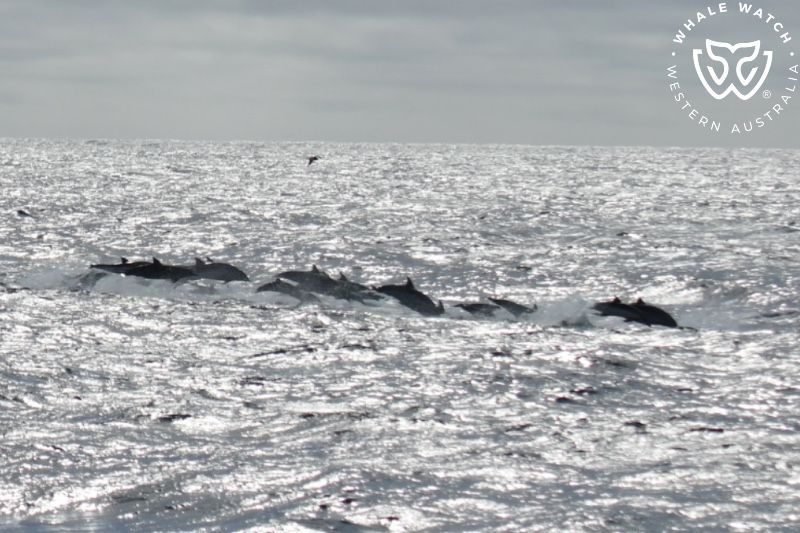 Whale Watch Western Australia