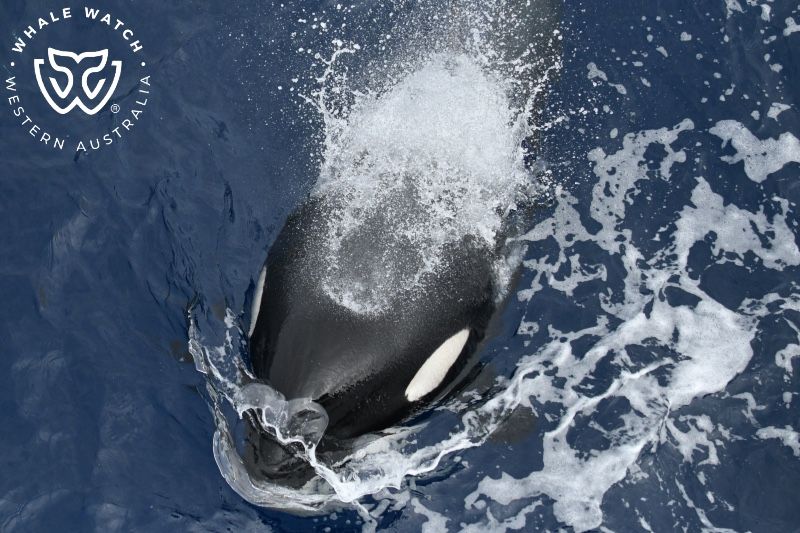 Whale Watch Western Australia