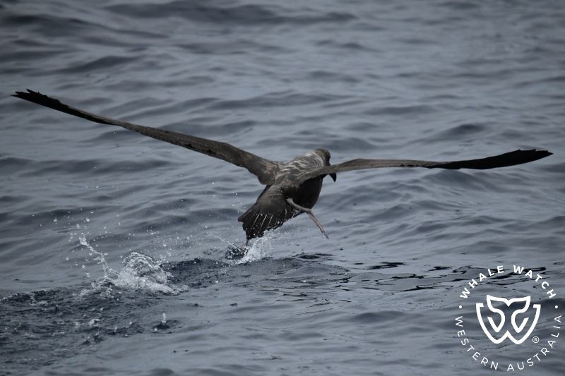 Whale Watch Western Australia