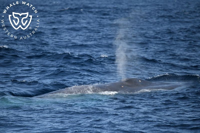 Whale Watch Western Australia
