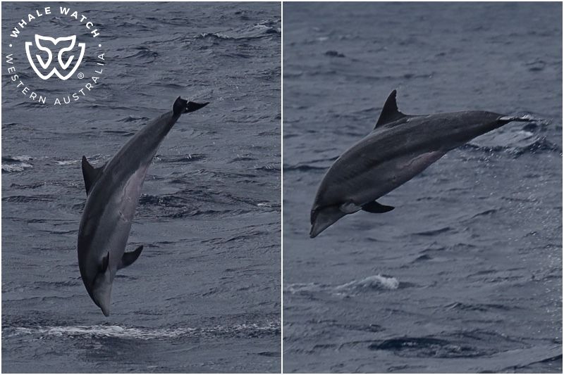Whale Watch Western Australia