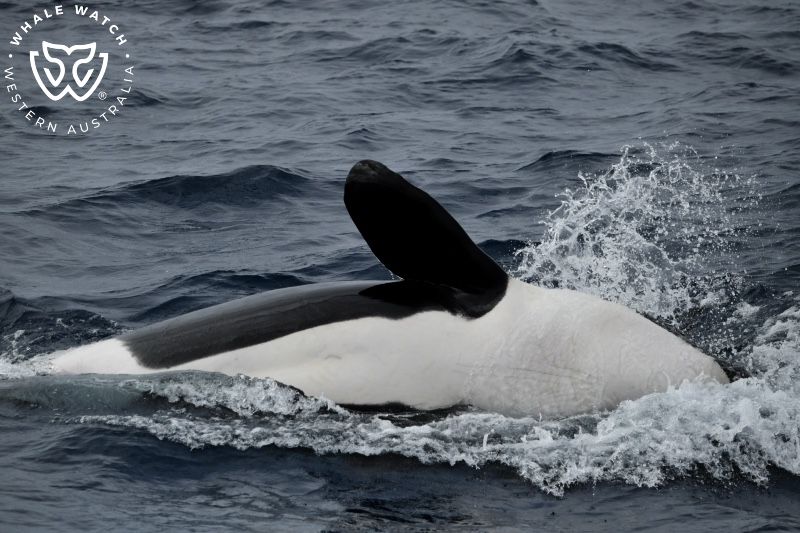 Whale Watch Western Australia