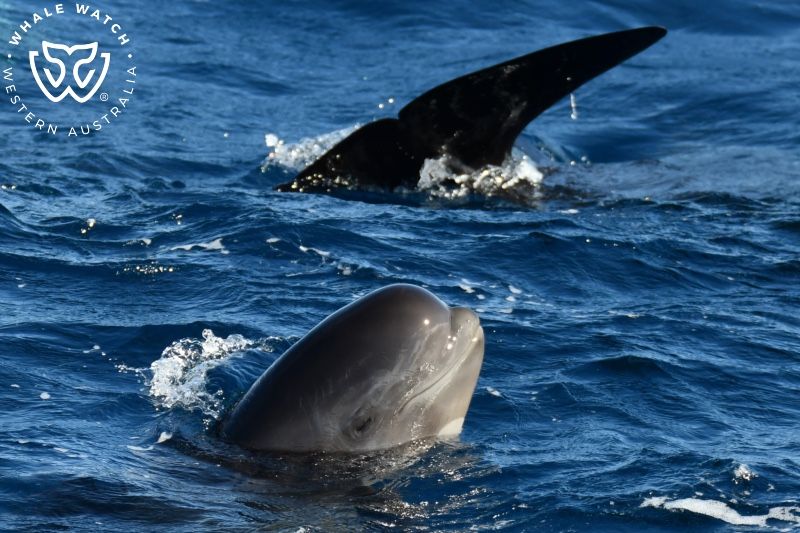 Whale Watch Western Australia