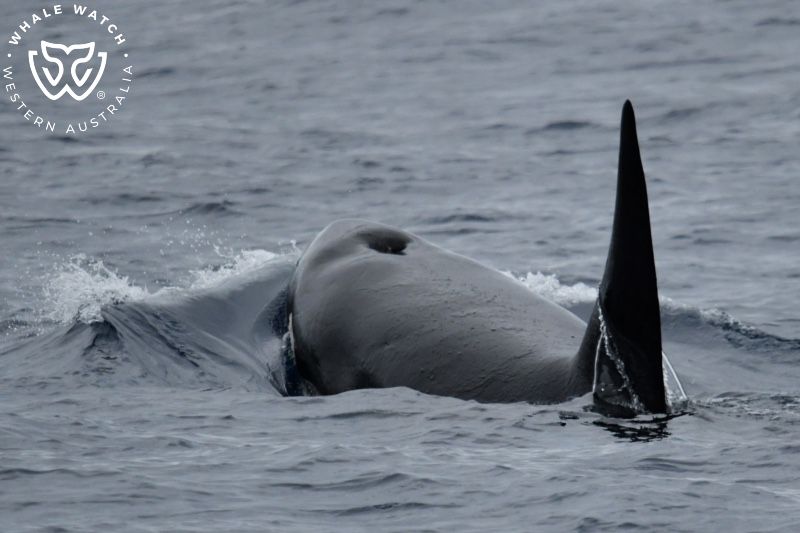 Whale Watch Western Australia