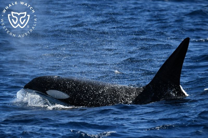 Whale Watch Western Australia