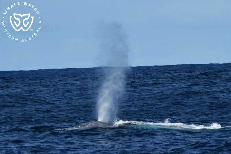 Whale Watch Western Australia