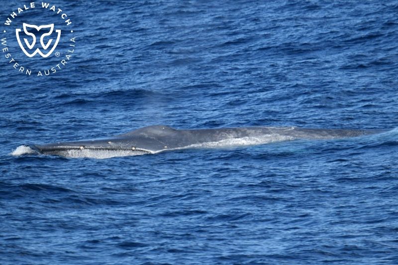 Whale Watch Western Australia