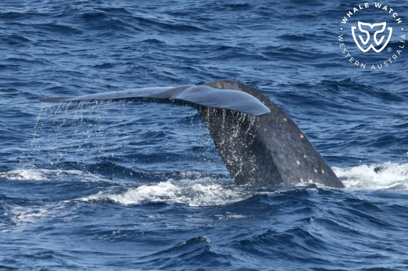 Whale Watch Western Australia