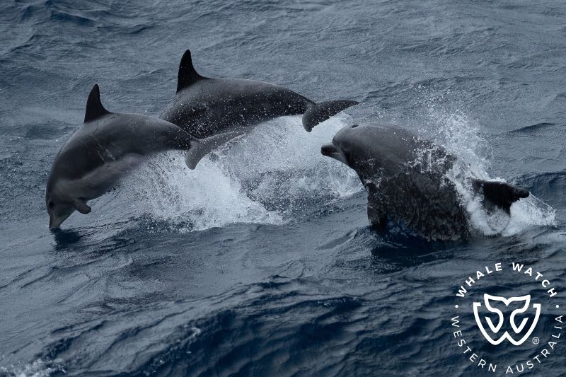 Whale Watch Western Australia