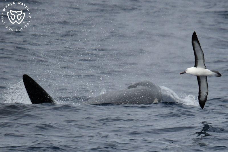 Whale Watch Western Australia