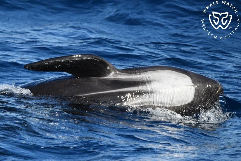 Whale Watch Western Australia