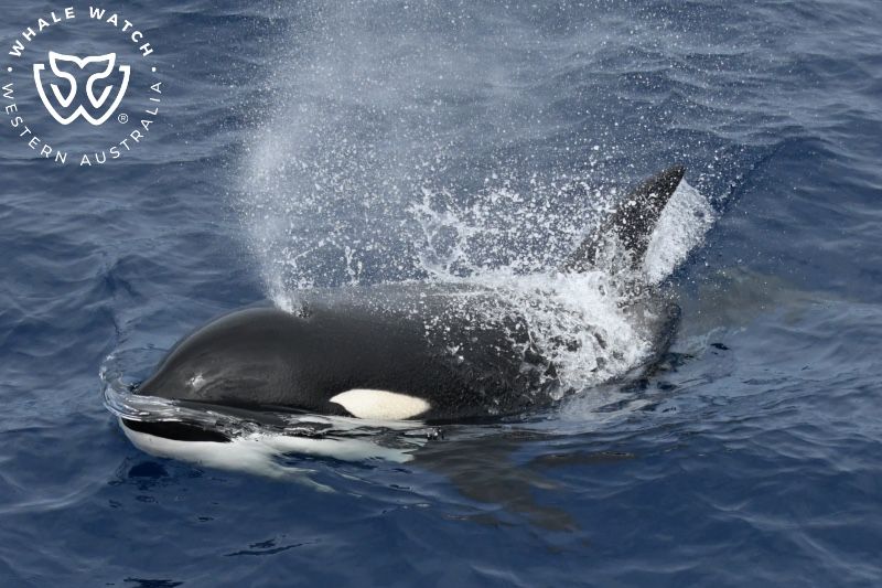 Whale Watch Western Australia