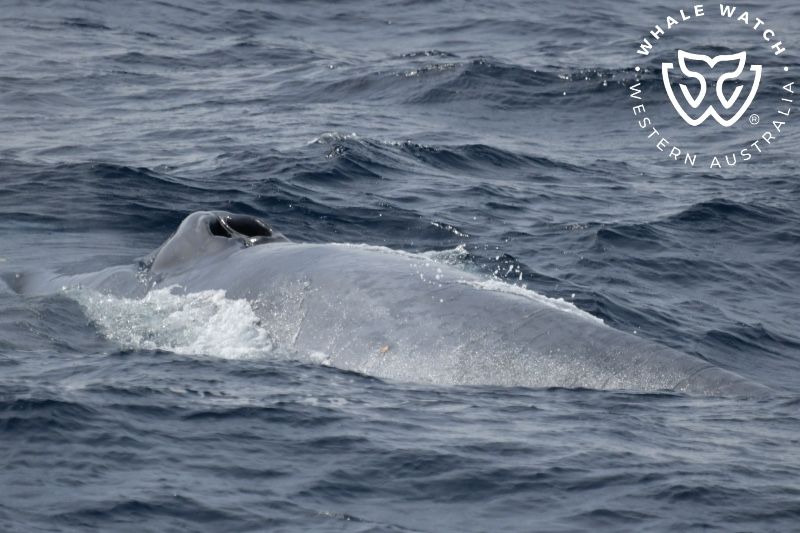 Whale Watch Western Australia
