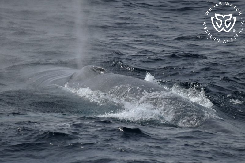 Whale Watch Western Australia