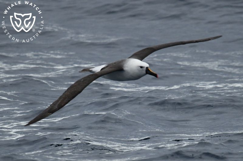 Whale Watch Western Australia