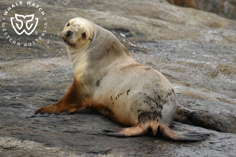 Whale Watch Western Australia
