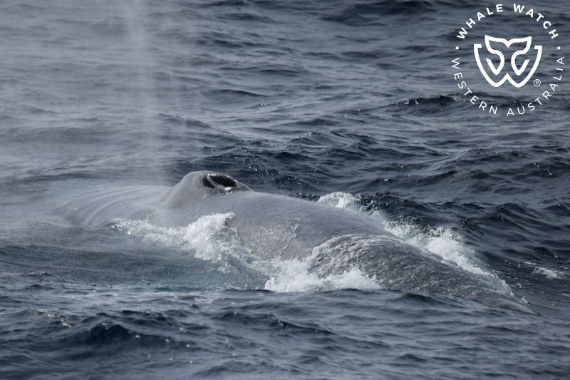 Whale Watch Western Australia