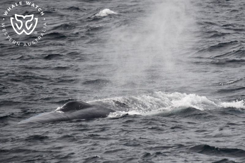 Whale Watch Western Australia