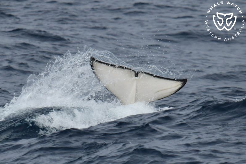 Whale Watch Western Australia