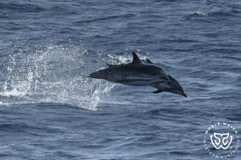 Whale Watch Western Australia