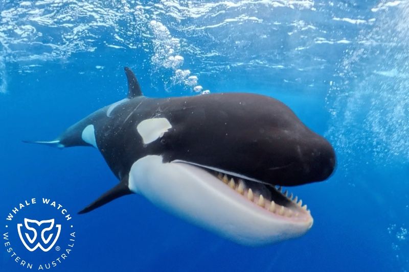 Whale Watch Western Australia