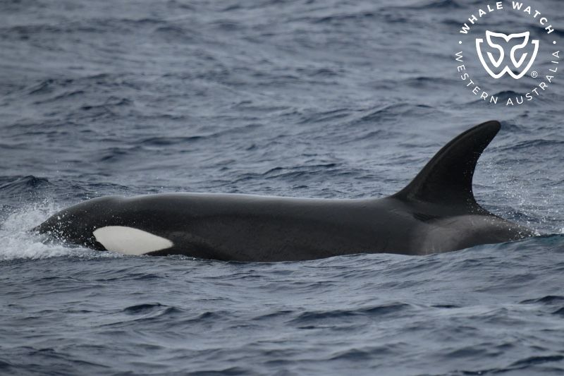 Whale Watch Western Australia