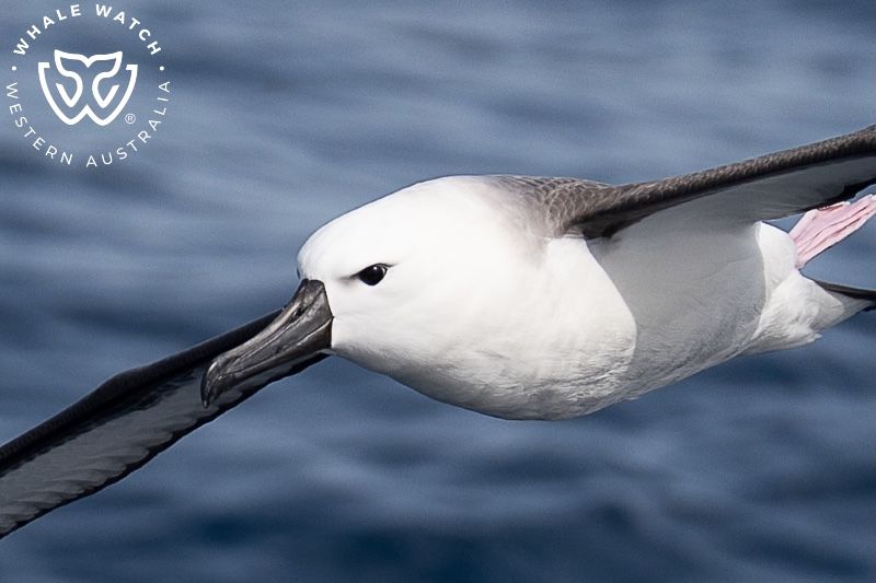 Whale Watch Western Australia