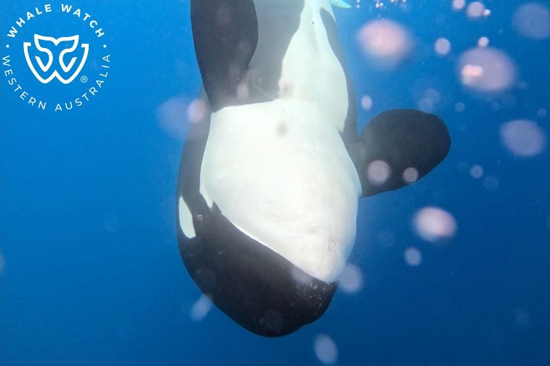 Whale Watch Western Australia