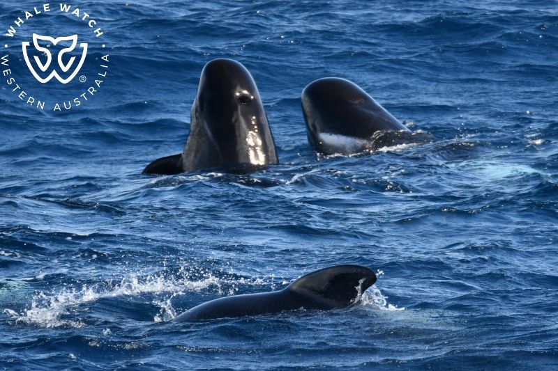 Whale Watch Western Australia