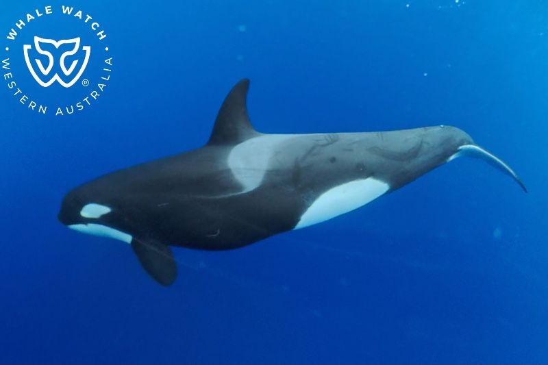 Whale Watch Western Australia