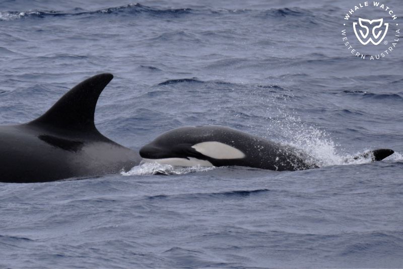 Whale Watch Western Australia