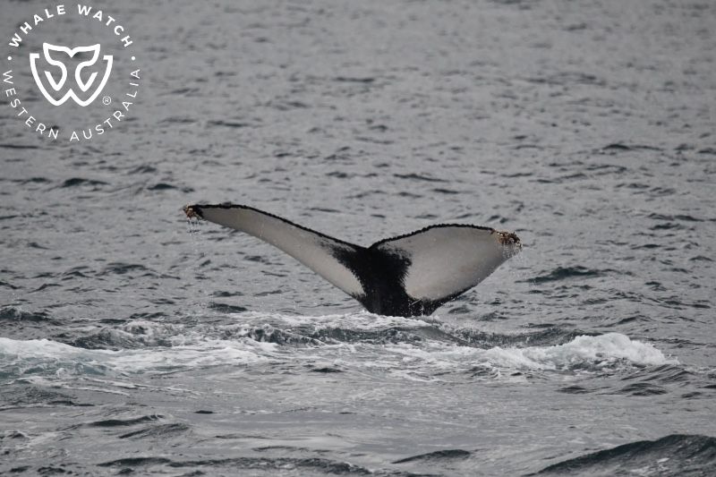 Whale Watch Western Australia